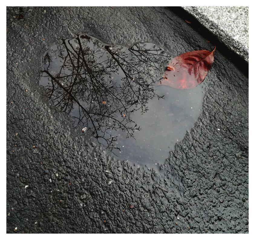 mláčka v tvare srdca s listom a odrazom korún stromov