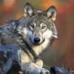 closeup photography of wold lying on ground