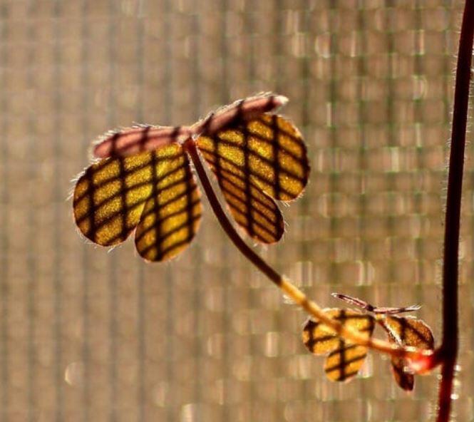 trojlístok v kvetináči