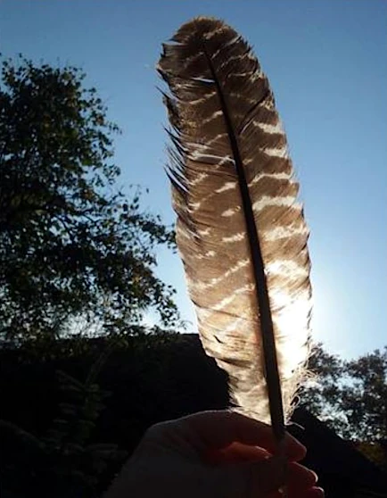 pierko v ruke proti svetlu