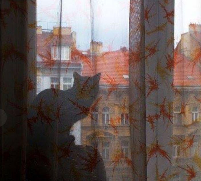 lieky proti depresii - mačka za záclonou