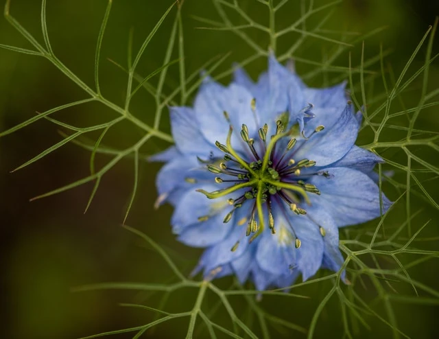 černuška siata Nigella sativa kvet