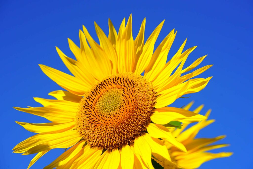 yellow sunflower