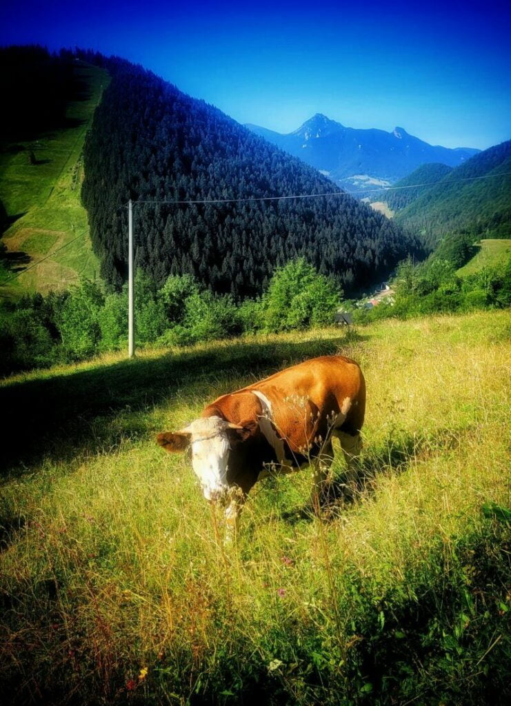 Obrázok je len ilustračný, nesúvisí priamo s textom.