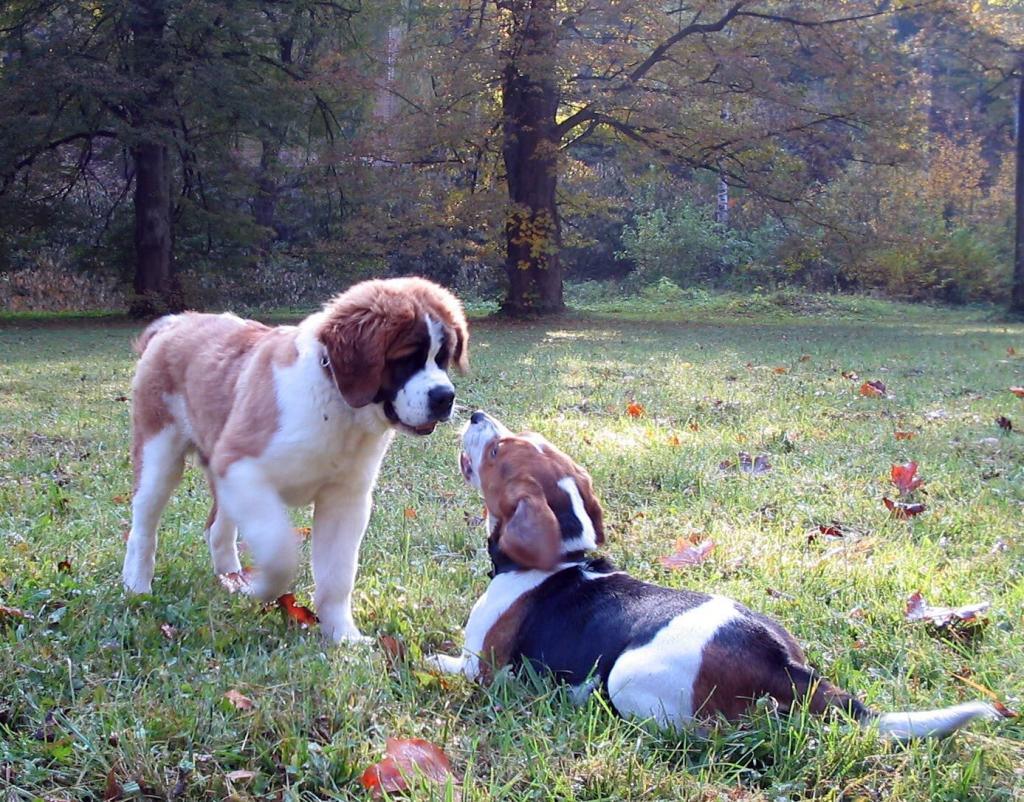 pes a sučka na trávniku