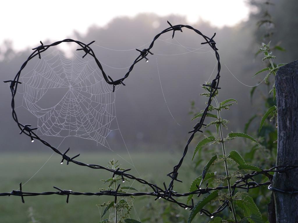 spider web, heart, love