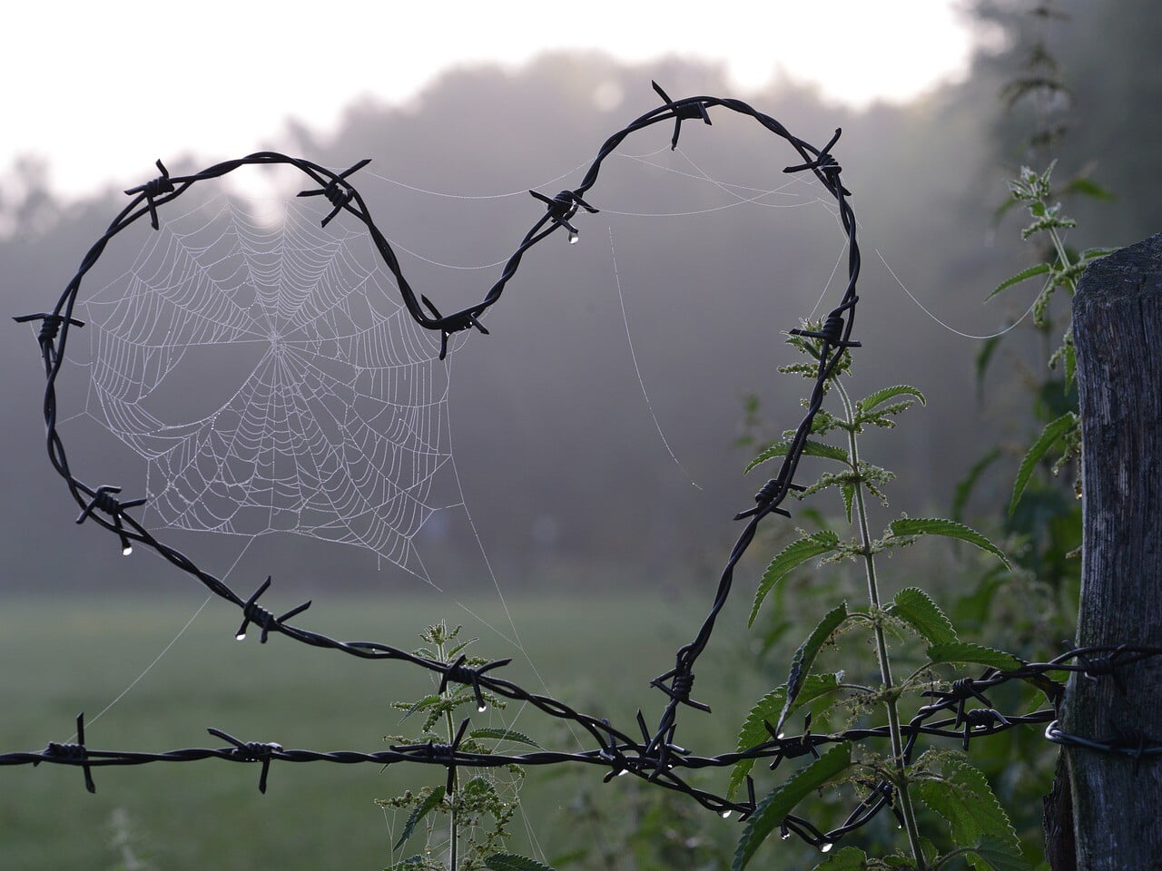 spider web, heart, love