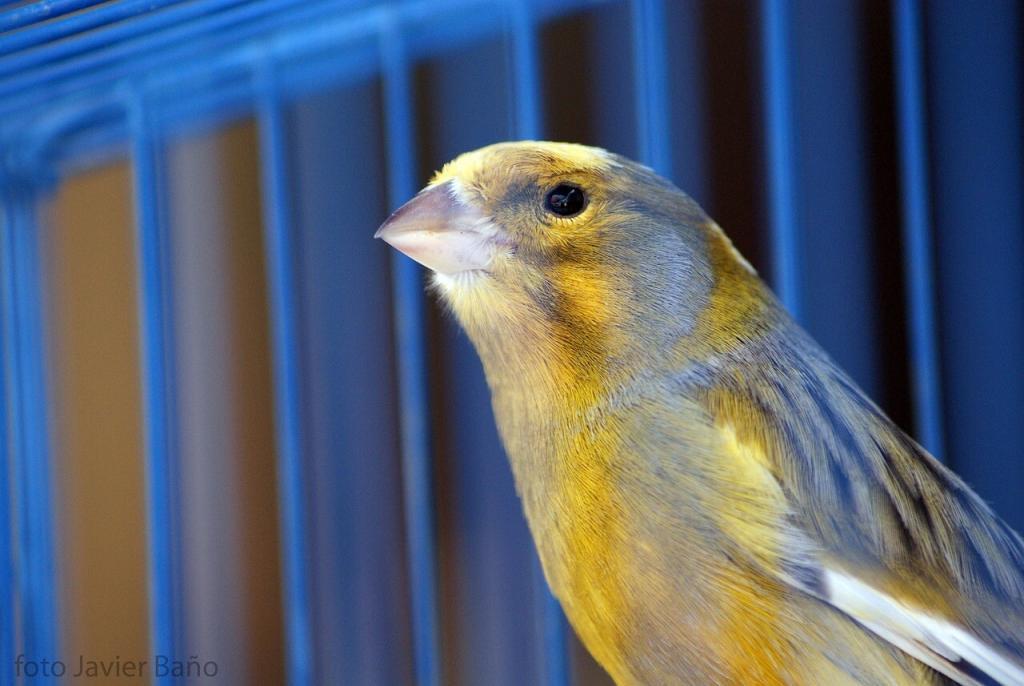 canary, bird, cage