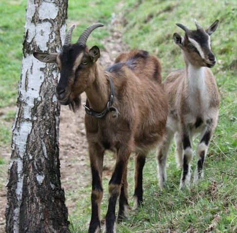 kozy na paši