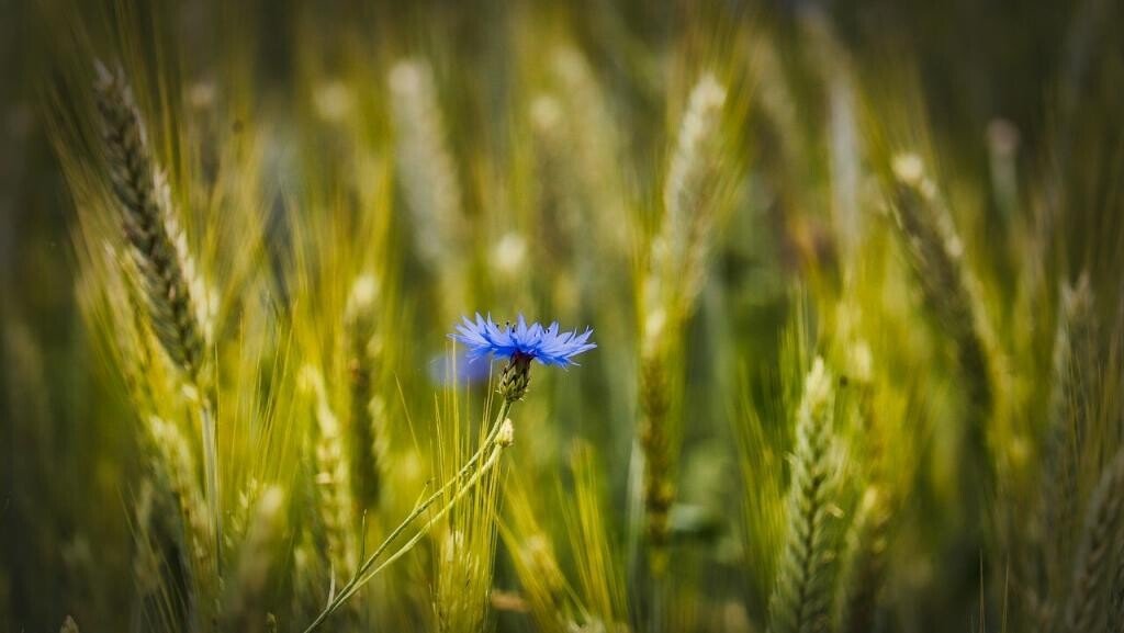 wheat, cornflower, wheat field