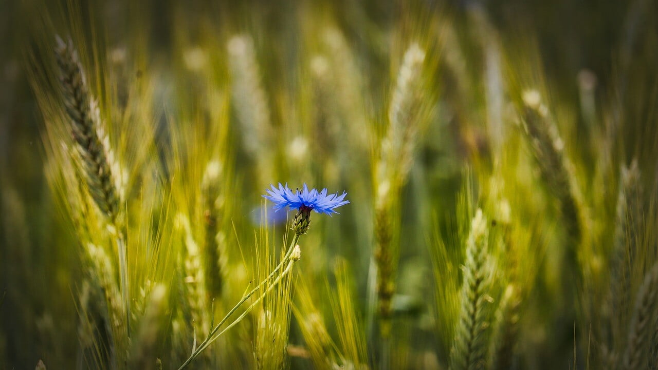 wheat, cornflower, wheat field