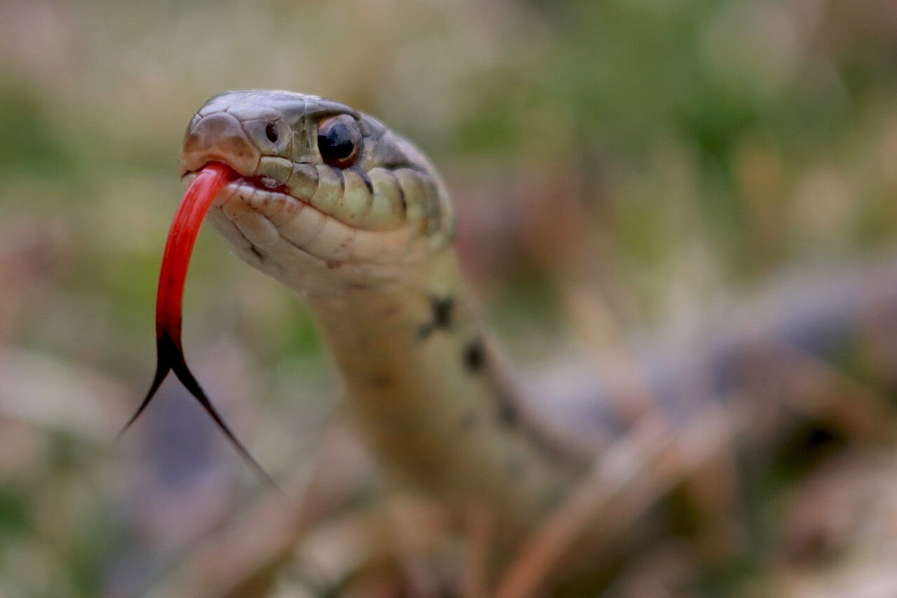 snake, forked tongue, reptile