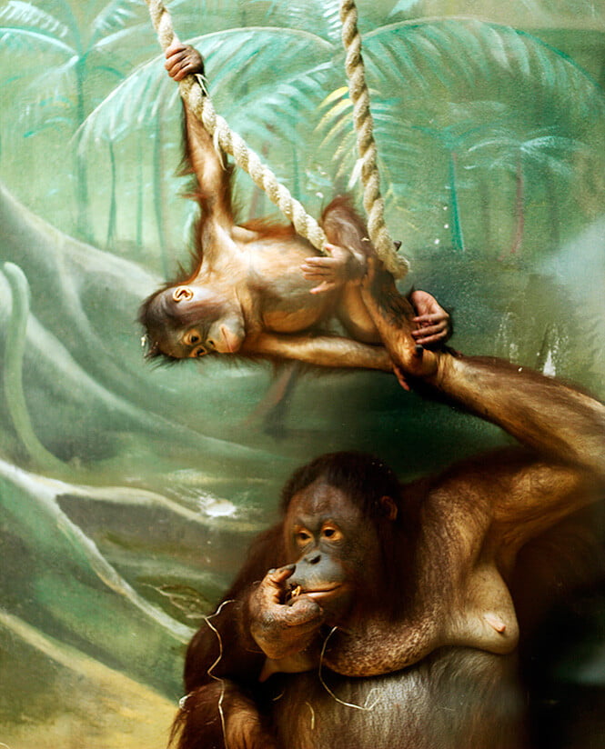 orangutania samica s mláďaťom v ZOO