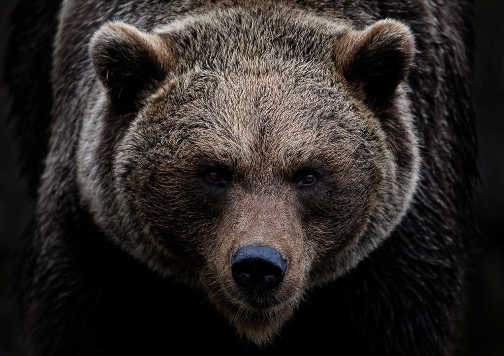 medveď, brown bear, grizzly bear, bear