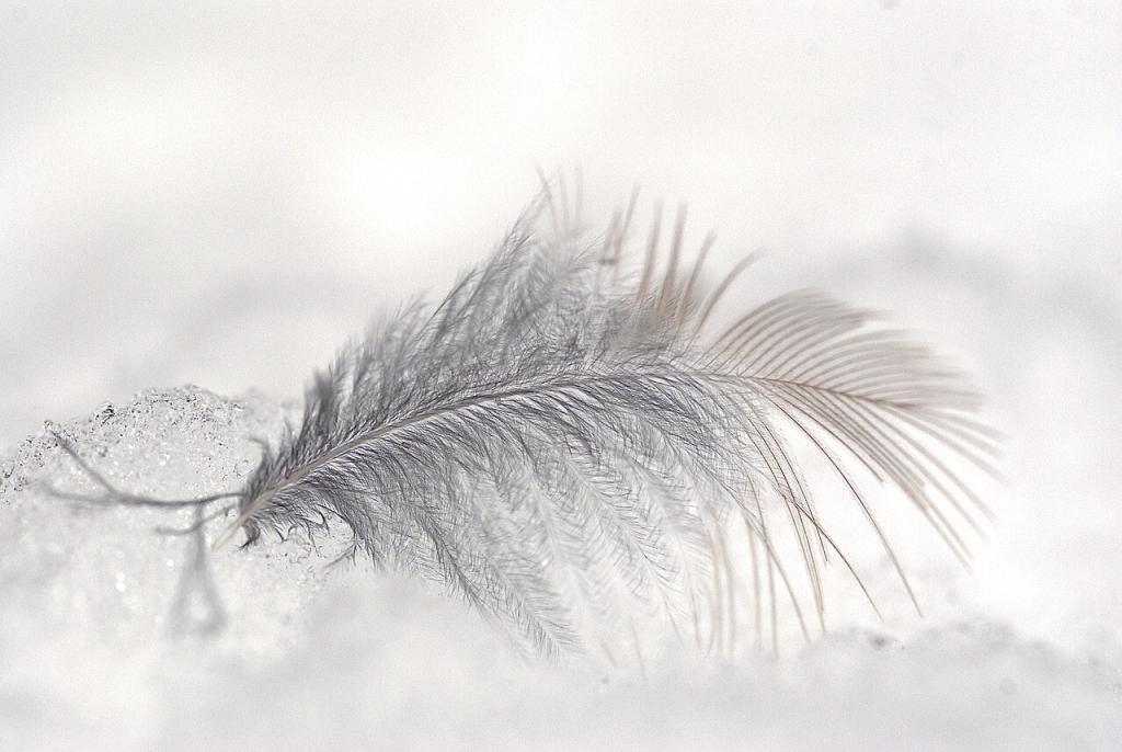 feather, ice, snow