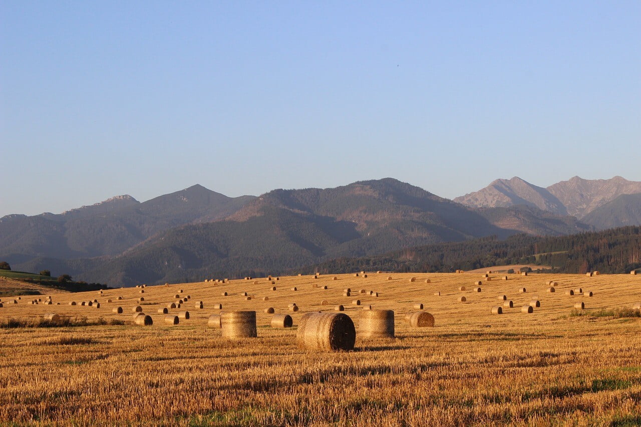pole, hay, straw