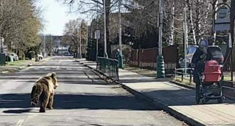 medveď na uliciach Liptovského Mikuláša