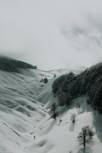 Aerial View of a Valley and Trees Covered in Snow