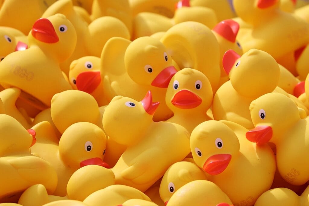 duck meet, ducks, rubber ducks