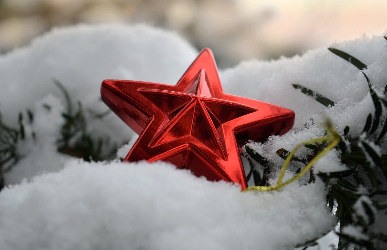 poinsettia, spruce, conifer