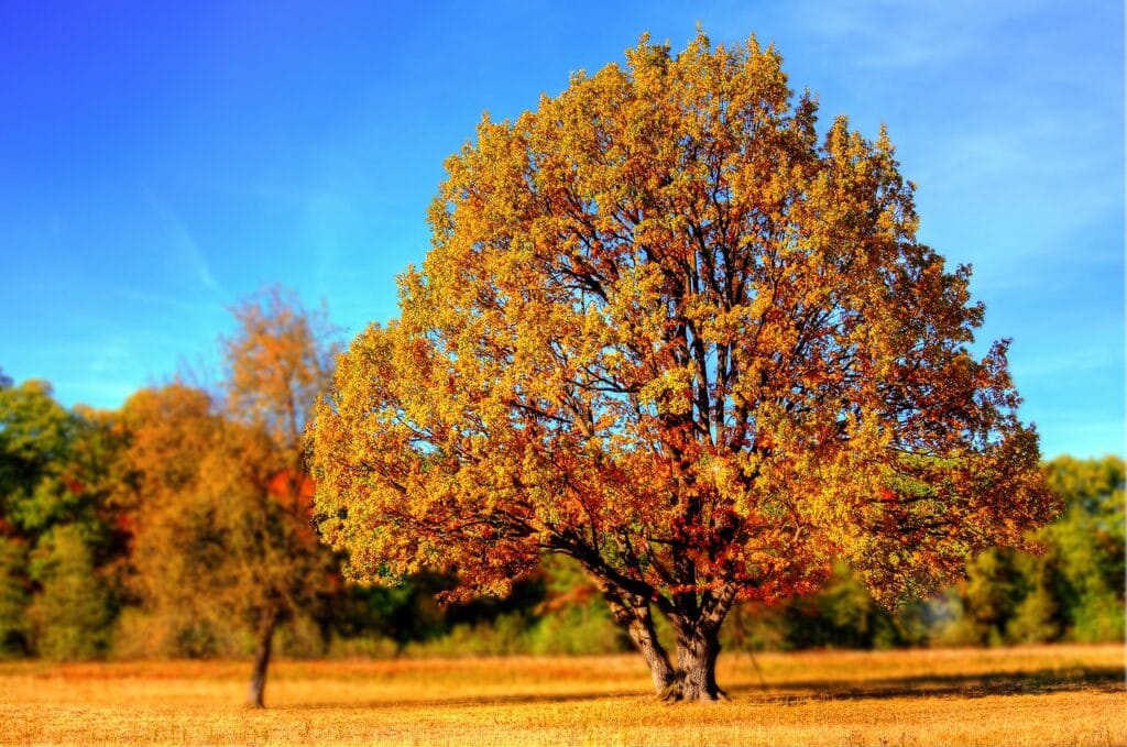 tree, park, autumn, fall, foliage, nature, countryside, scenery, tree, tree, tree, tree, tree, autumn, autumn, fall, nature