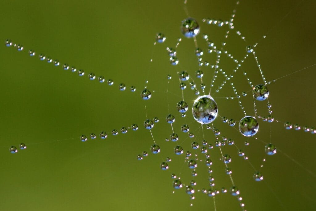 water pearls, spider web, cobweb, web, dew, drops, raindrop, wet, waterdrop, reflection, nature, spider web, spider web, spider web, spider web, spider web
