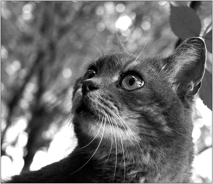 Obrázok je len ilustračný alebo len ako dekorácia.