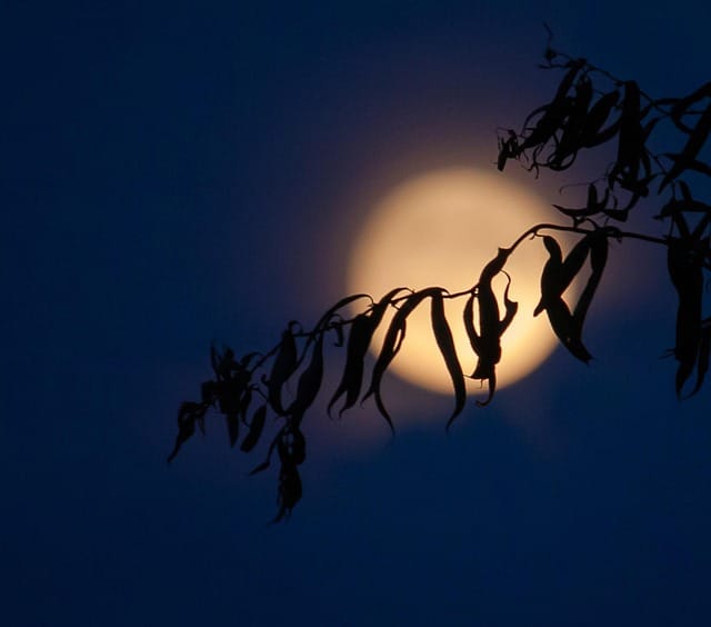 Obrázok je len ilustračný alebo len ako dekorácia.