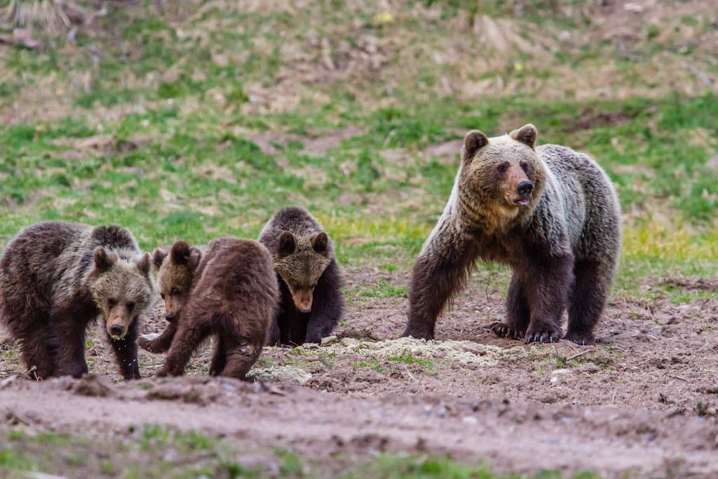 Obrázok je len ilustračný alebo len ako dekorácia