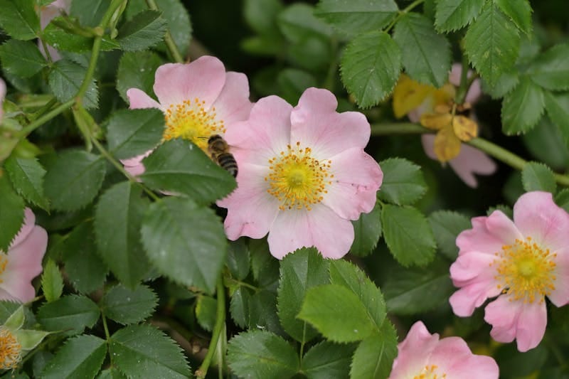 A honey bee pollinating delicate pink wild roses surrounded by lush green leaves.