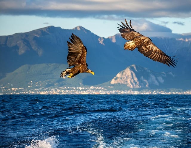 Obrázok je len ilustračný alebo len ako dekorácia.